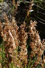 Elegia filacea