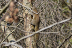 Callosciurus erythraeus