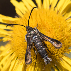 Pyropteron leucomelaenum