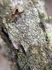 Buellia griseovirens