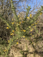 Ulex minor