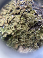 Melanelixia glabratula