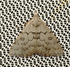 Dichromodes indicataria