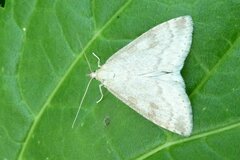 Udea decrepitalis