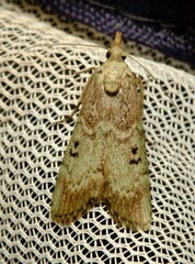 Heteromicta tripartitella