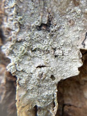 Lecanora carpinea