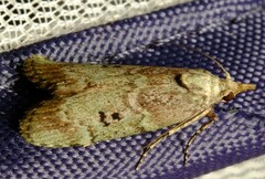 Heteromicta tripartitella