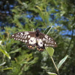 Papilio anactus