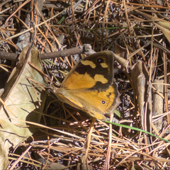 Heteronympha merope
