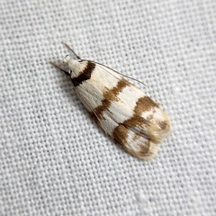 Chezala brachypepla