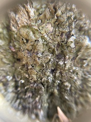 Melanelixia glabratula