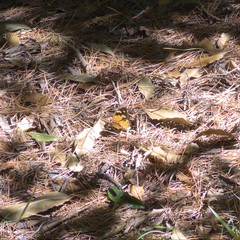 Heteronympha merope