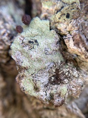 Lecanora expallens