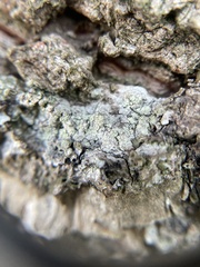 Buellia griseovirens
