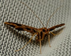 Ischnurges illustralis