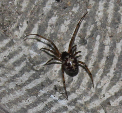 Steatoda albomaculata
