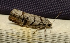 Lichenaula onychodes