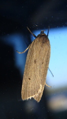 Gonioterma mistrella