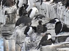 Leucocarbo magellanicus