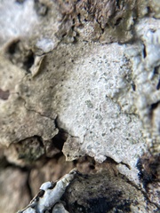 Buellia griseovirens