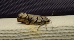 Lichenaula onychodes