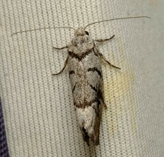 Lichenaula onychodes