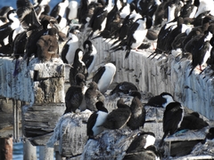 Leucocarbo magellanicus