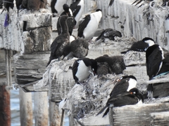 Leucocarbo magellanicus