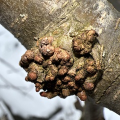 Neonectria ditissima