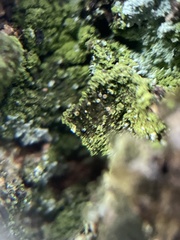 Biatora efflorescens