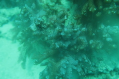 Cladiella