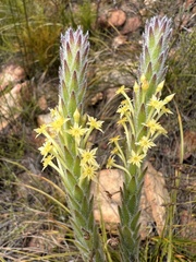 Struthiola tomentosa