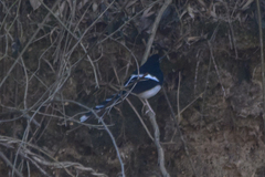 Enicurus leschenaulti