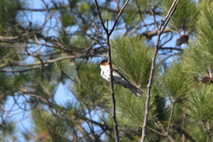 Hemixos castanonotus