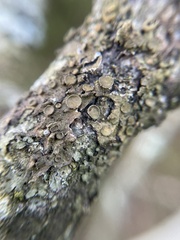 Melanohalea exasperata