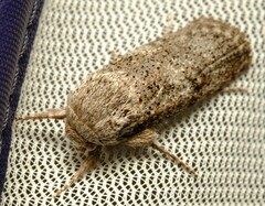 Cryptophasa irrorata