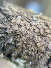 Melanohalea exasperata