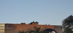 Pavo cristatus