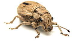 Eurymetopus birabeni