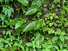 Stemona tuberosa