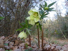 Helleborus viridis
