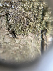 Melanelixia glabratula