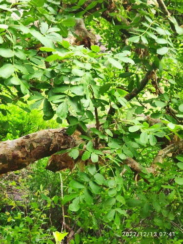 Commiphora marlothii