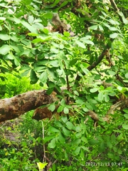 Commiphora marlothii