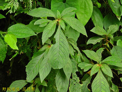 Rhynchotechum discolor