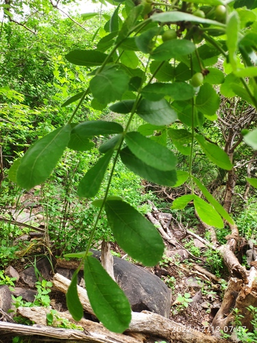 Commiphora marlothii