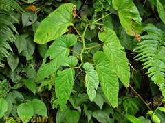Begonia longifolia