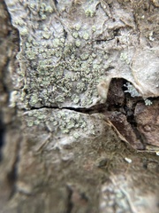 Buellia griseovirens