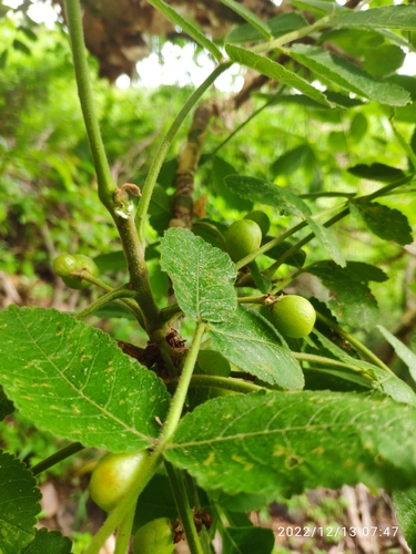 Commiphora marlothii