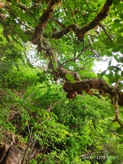 Commiphora marlothii